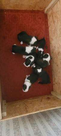 ckc Boston Terriers