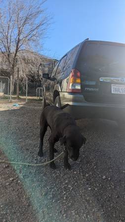 black Lab