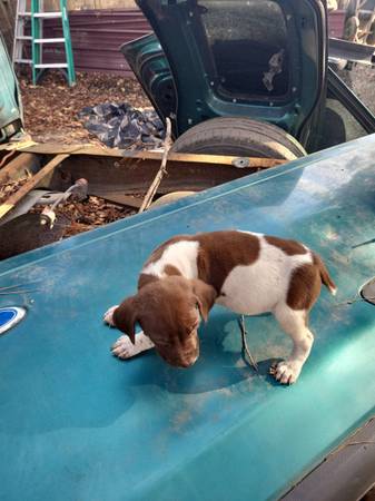 Akc german shorthaired pointer