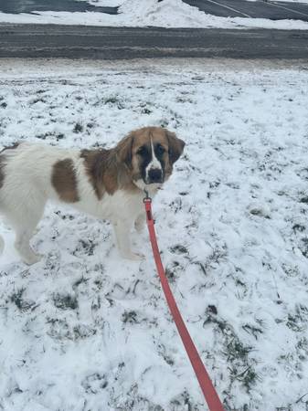 Great Pyrenees mix