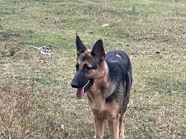 AKC White German Shepard