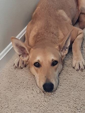 Rehoming very sweet Carolina Dog