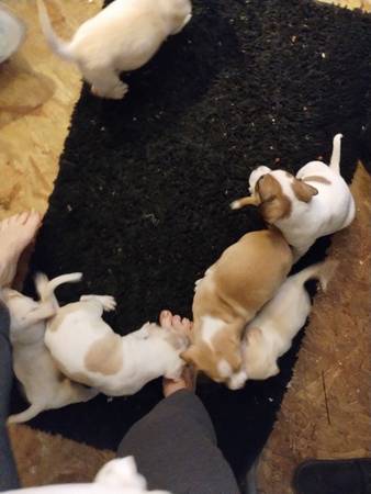 American bulldog puppies available now!