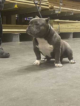 Wonderful Female Micro Bully