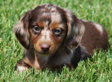 full blooded Dachshund dog