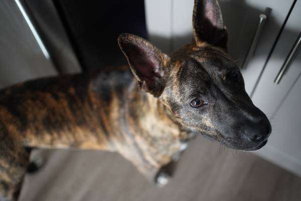 Brindle Dutch Shepherd Mix Needs to be rehomed