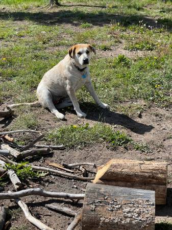 Female pup