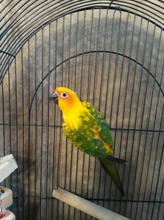 Young Parrot, Sun Conure, believe it’s a male