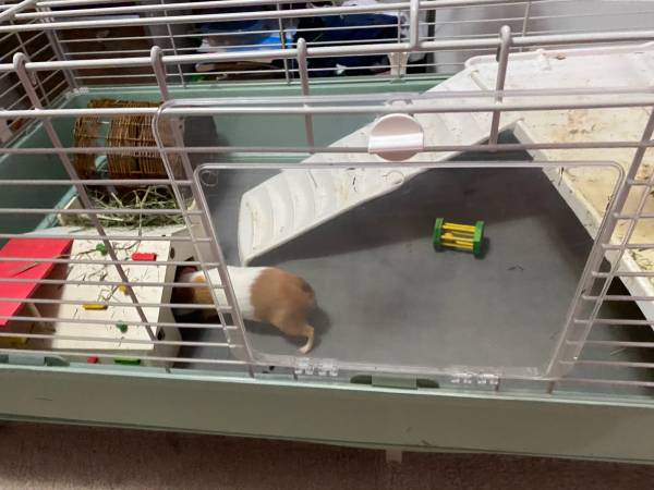 2 young male Guinea pigs