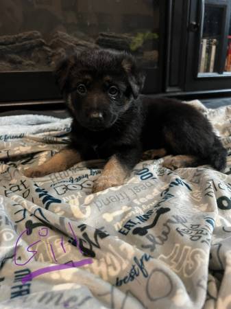 German / Caucasian Shepherd Pupp