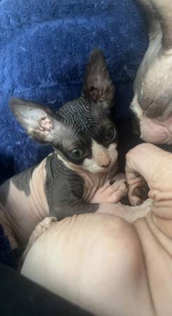 Sphinx kittens