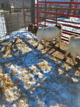 Commercial Boer Goat Doelings