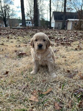 Golden retriever pup