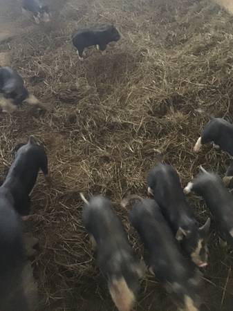 Purebred Berkshire Pigs