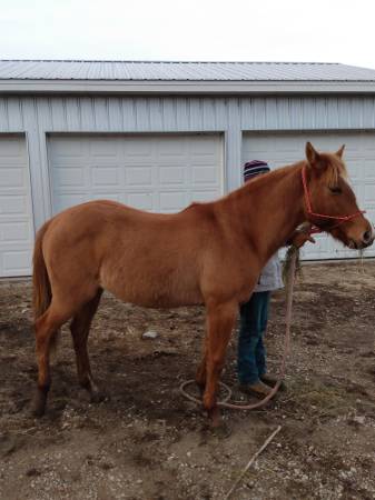 20 month old filly