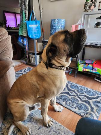 English mastiff puppies