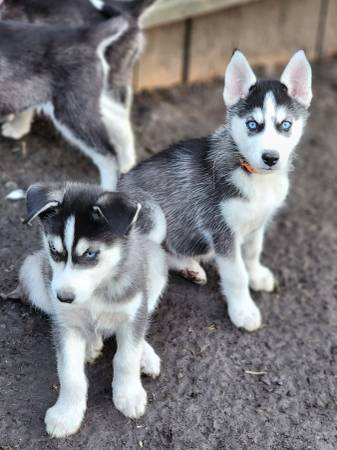 Husky/Malamute pups