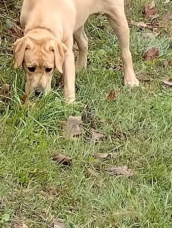 lab needing new home