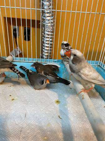 gouldian finches society finches and zebra finches