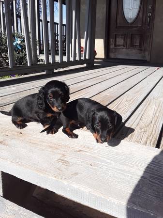 Mini dachshund puppies