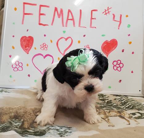 CKC REGISTERED SHIH TZU