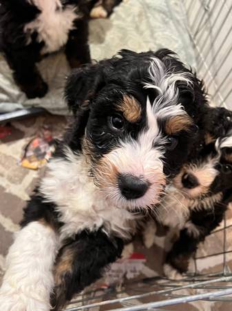 Bernedoodle puppy