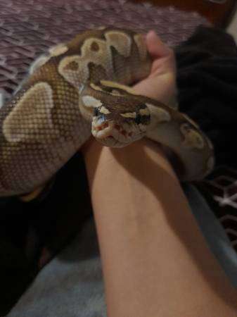 ball python