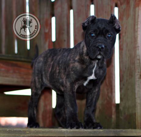 Presa canario pups (Guard Dog)