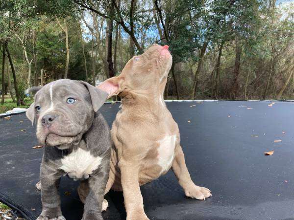 American Bullies Standard