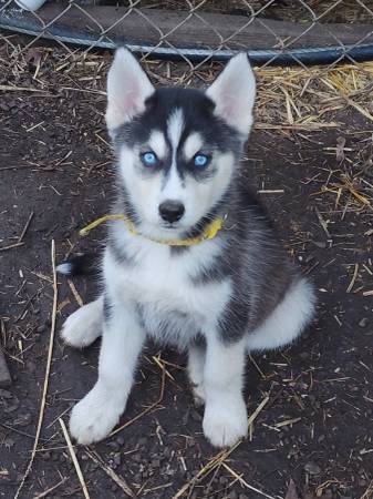 Husky/Malamute pups