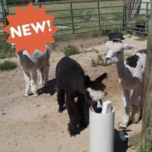 LIVESTOCK WATERER, FROST FREE , IRRIGATION R/R, SEWER SYSTEMS