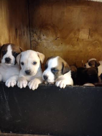 American bulldog puppies available now!