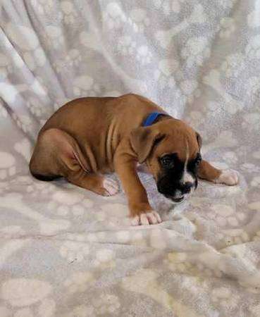 Boxer Puppies