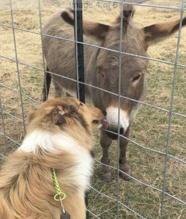 Rough collie