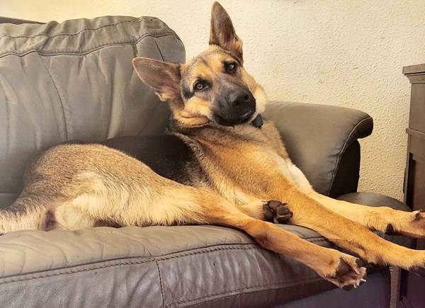 Female German shepherd