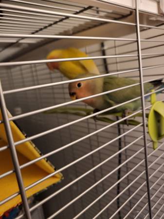 Lovebird Pair for rehoming