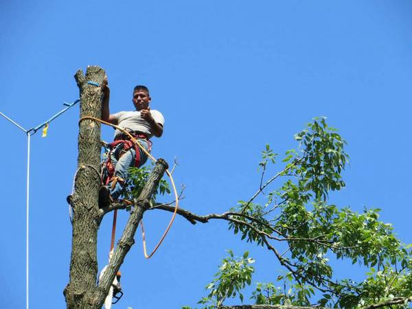 ??TREE CUTTING & LANDSCAPING SERVICE BY PEREZ??