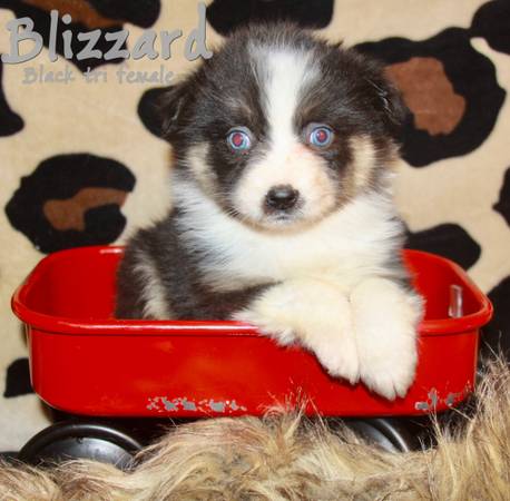 Australian Shepherd