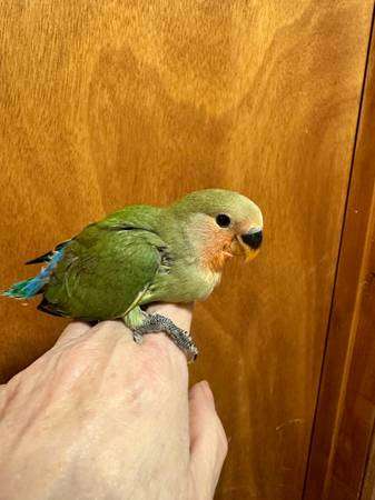 Handfed baby lovebird