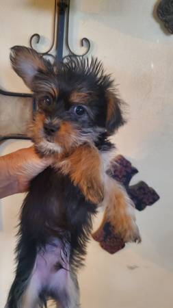 cutest male Shorkie puppy