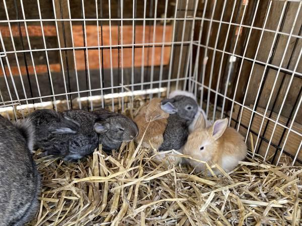 Pedigreed Flemish Giant Rabbits for Rehoming