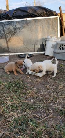 perritos gratis,chihuahuas mix