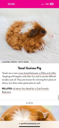 ISO YOUNG TEXEL OR PERUVIAN GUINEA PIG