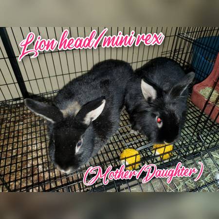 rabbits for adoption