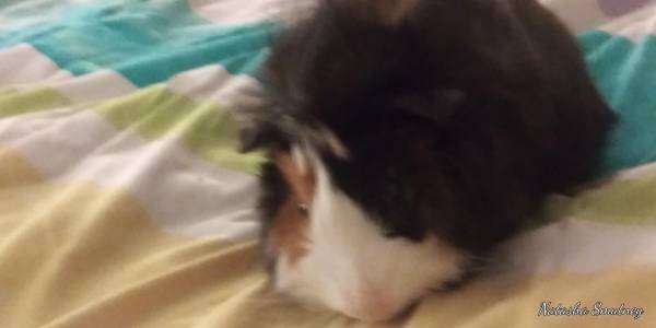 Guinea pigs free