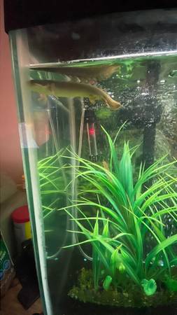 30 gallon fish tank with fish