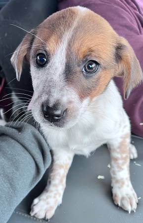 Heeler puppies