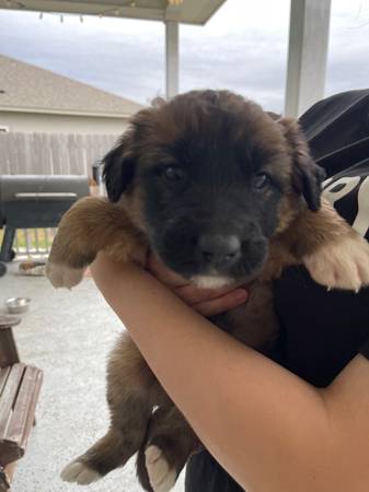 Saint Bernard/German Shepherd Puppies