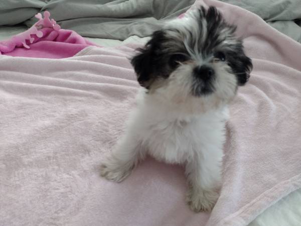 shorkie puppy