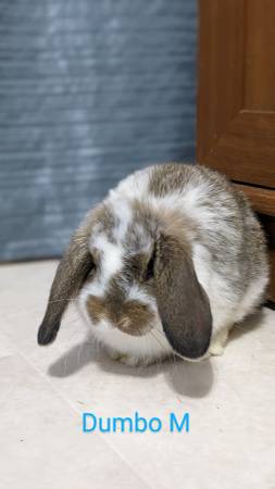 Holland Lop bunnies New Litter! Ready Now!